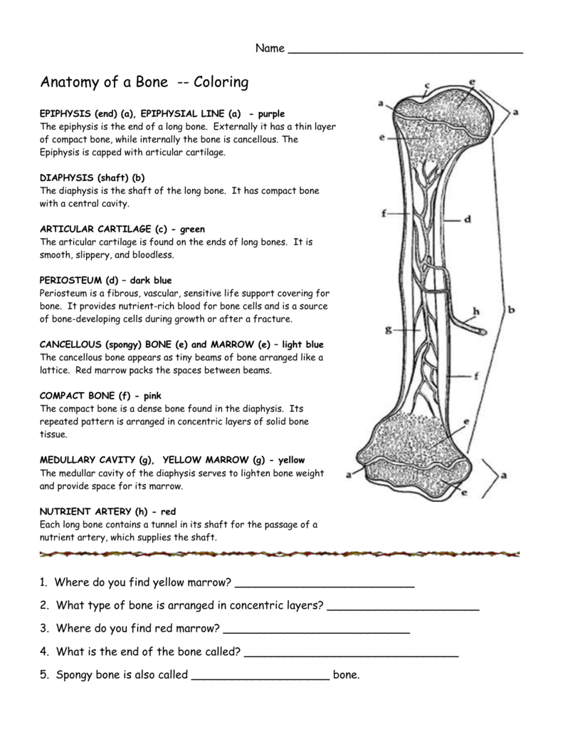 Anatomy Of Long Bone Coloring Worksheet Anatomy Worksheets
