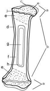 Anatomy Of Long Bone Coloring Worksheet Anatomy Worksheets