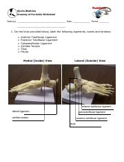 Anatomy Of The Ankle Worksheet pdf Sports Medicine Anatomy Of The 