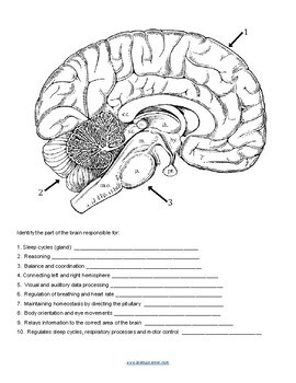 Anatomy Of The Brain Coloring KEY By Biologycorner TPT