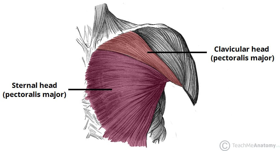 Anatomy Of The Chest Muscle