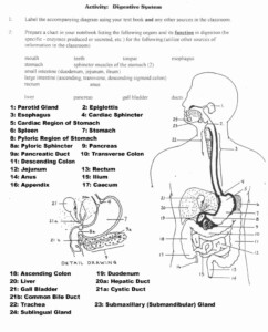Anatomy Of The Digestive System Worksheet