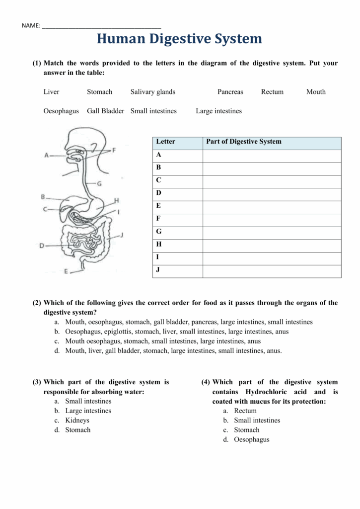 Anatomy Of The Digestive System Worksheet
