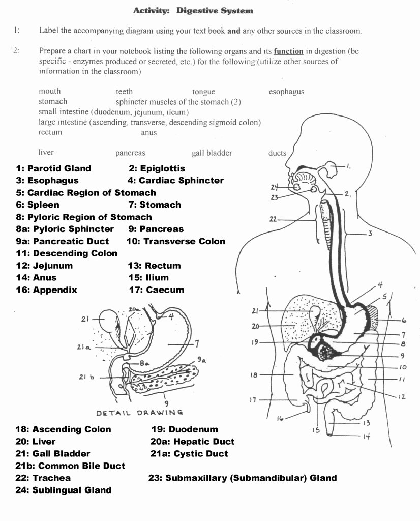 Anatomy Of The Digestive System Worksheet