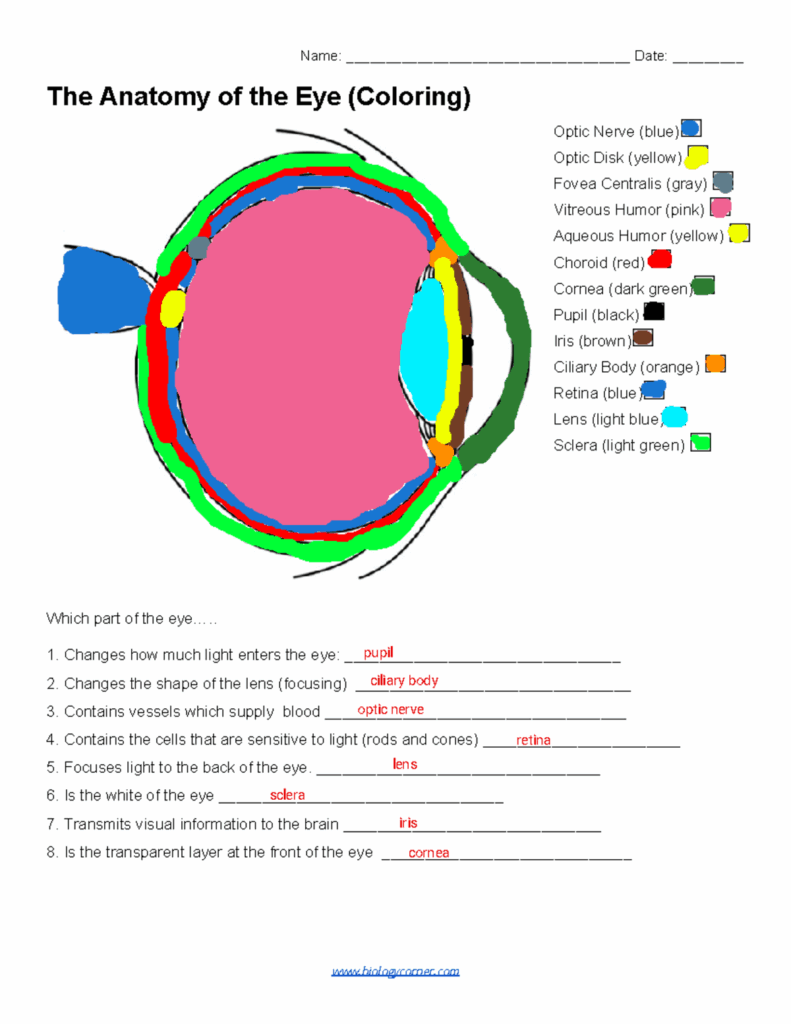 Anatomy Of The Eye Coloring Key At Vankysonblog Blog
