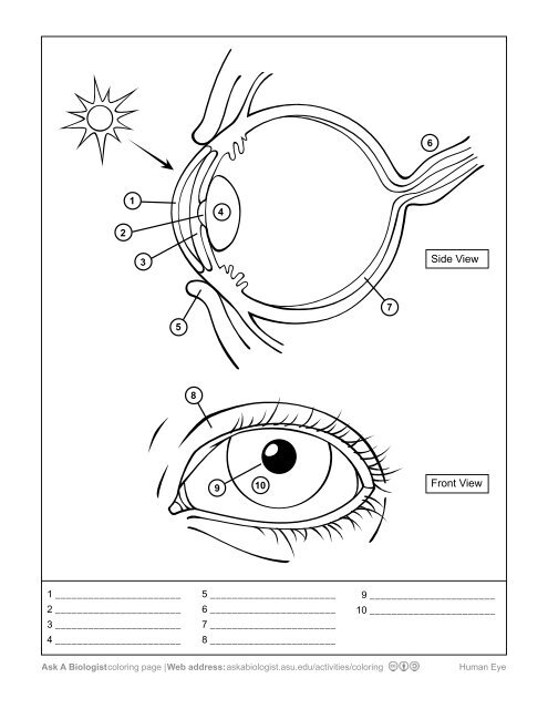 Anatomy Of The Eye Coloring Pages