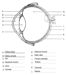 Anatomy Of The Eye Coloring Worksheet Answer Key Anatomy Worksheets