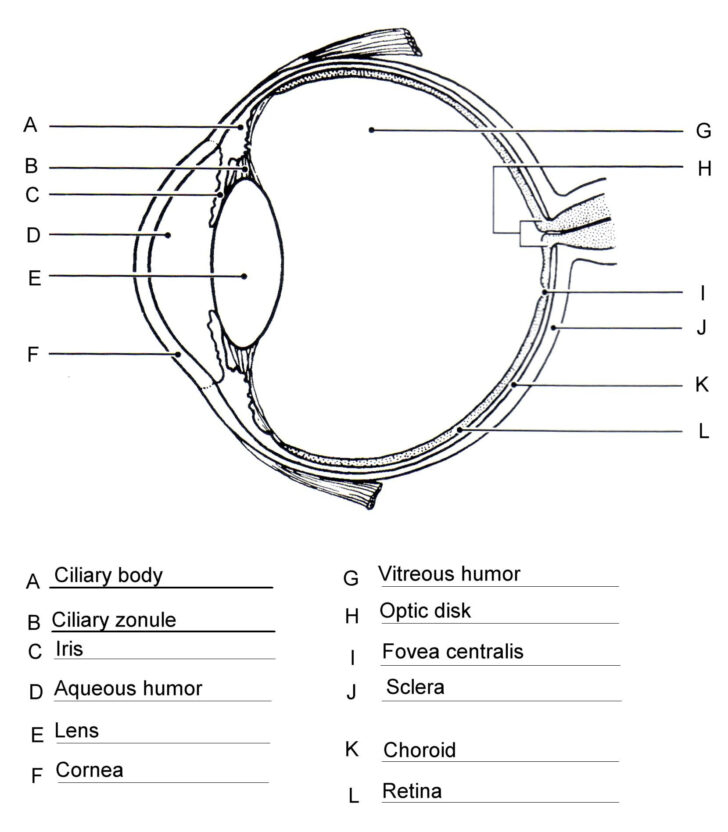 Anatomy Of The Eye Coloring Worksheet Answer Key Anatomy Worksheets