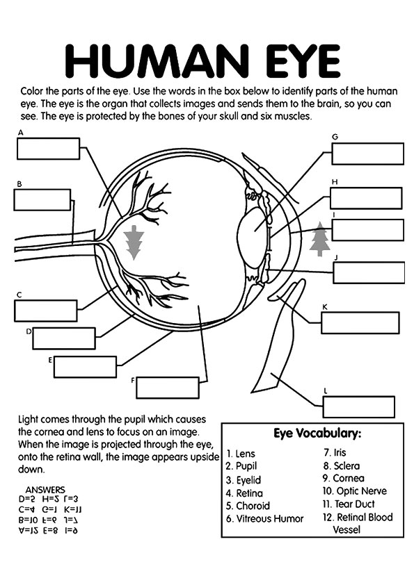 Anatomy Of The Eye Worksheets