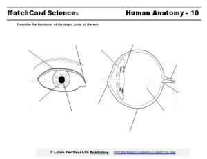 Anatomy Of The Eye Worksheets Answers