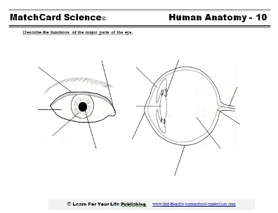 Anatomy Of The Eye Worksheets Answers