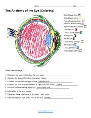 Anatomy Of The Eye Worksheets Answers