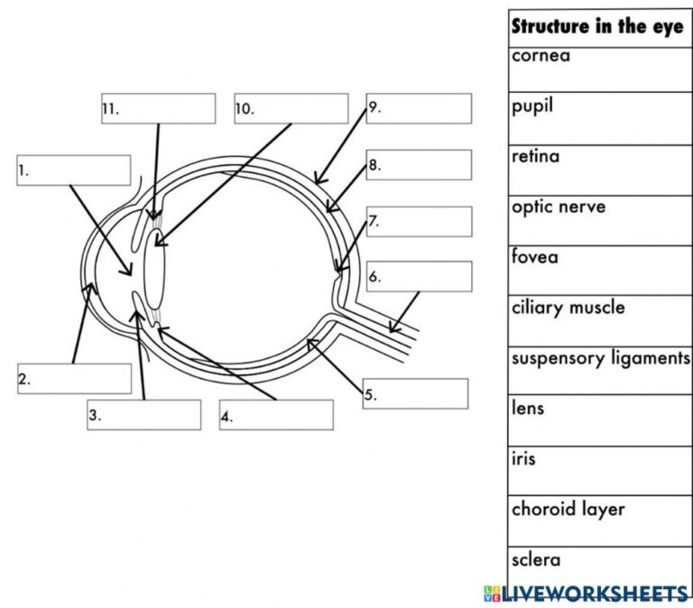 Anatomy Of The Eye Worksheets Printable Worksheets