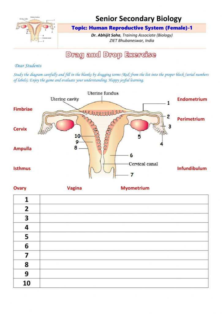 Anatomy Of The Female Reproductive System Worksheet Answers Anatomy 