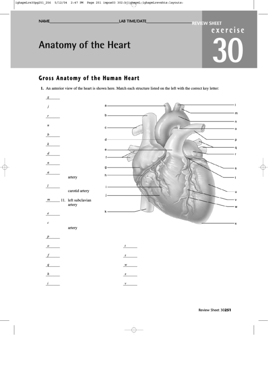 Anatomy Of The Heart Worksheet Anatomy Worksheets