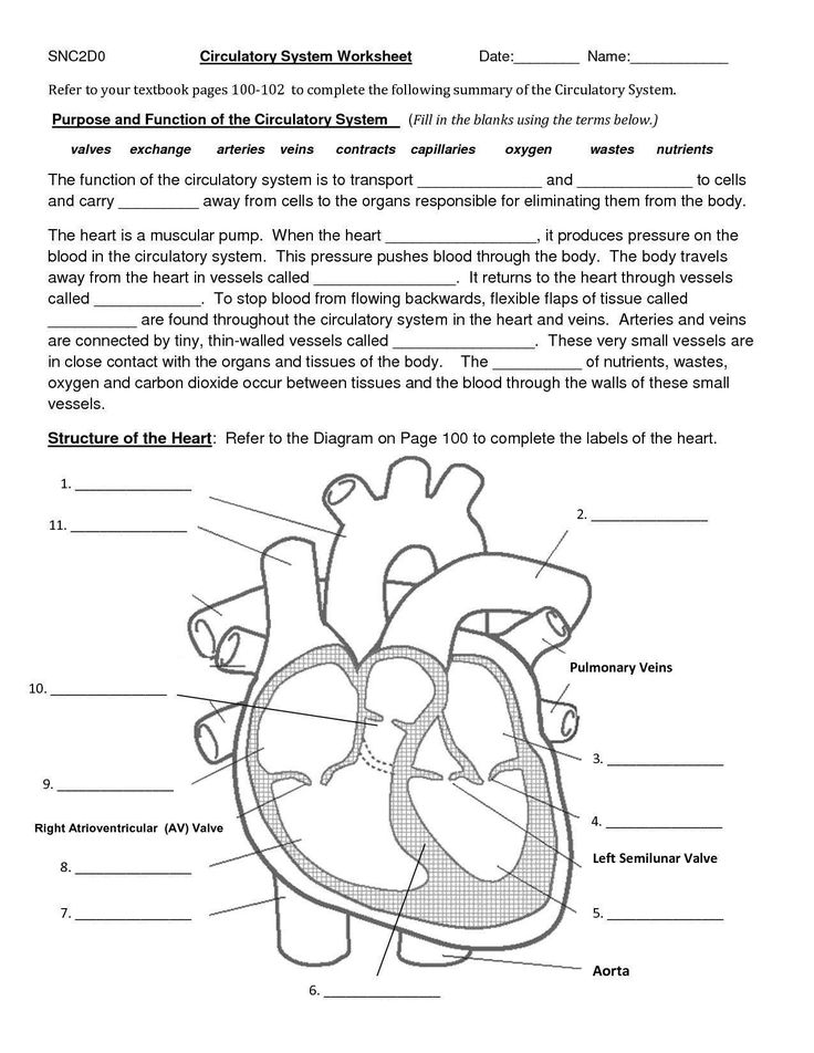 Anatomy Of The Heart Worksheet