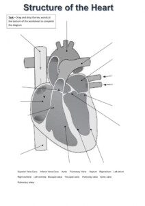 Anatomy Of The Heart Worksheets Answers Printable Worksheets