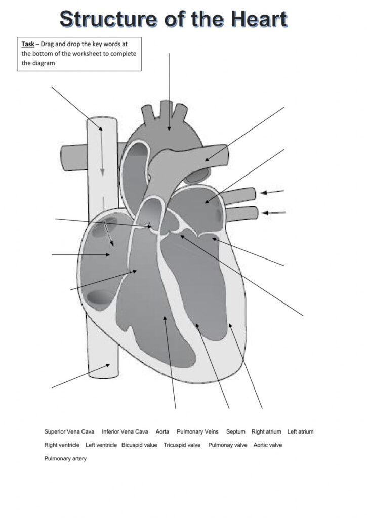 Anatomy Of The Heart Worksheets Answers Printable Worksheets