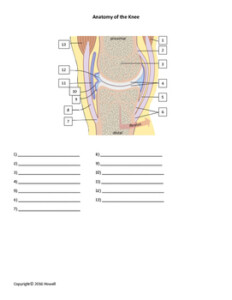 Anatomy Of The Knee Quiz Worksheet By Everything Science And Beyond