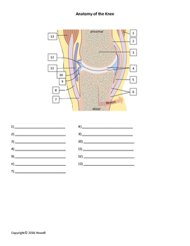 Anatomy Of The Knee Quiz Worksheet By Everything Science And Beyond