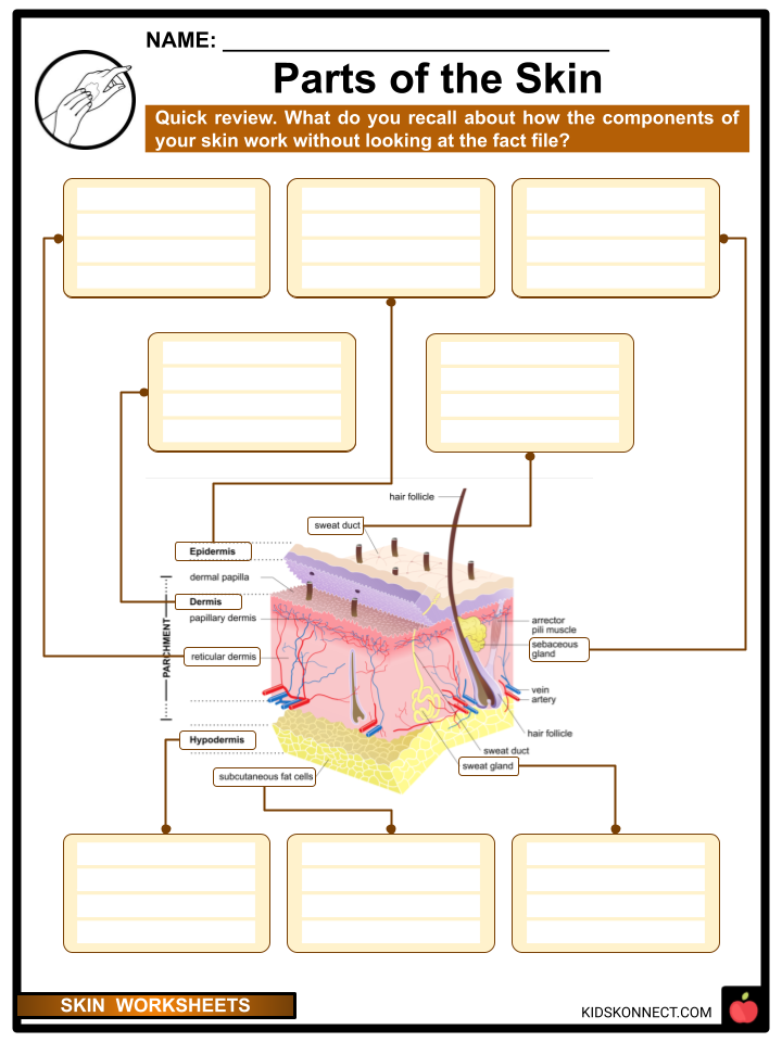 Anatomy Of The Skin Worksheet Skin Anatomy Diagram Worksheet