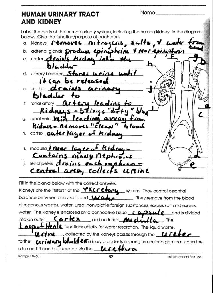 Anatomy Of The Urinary System Worksheet Answers Anatomy Worksheets