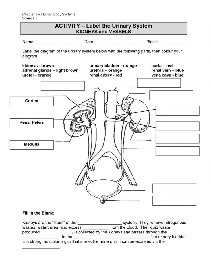 Anatomy Of The Urinary System Worksheet Answers Anatomy Worksheets