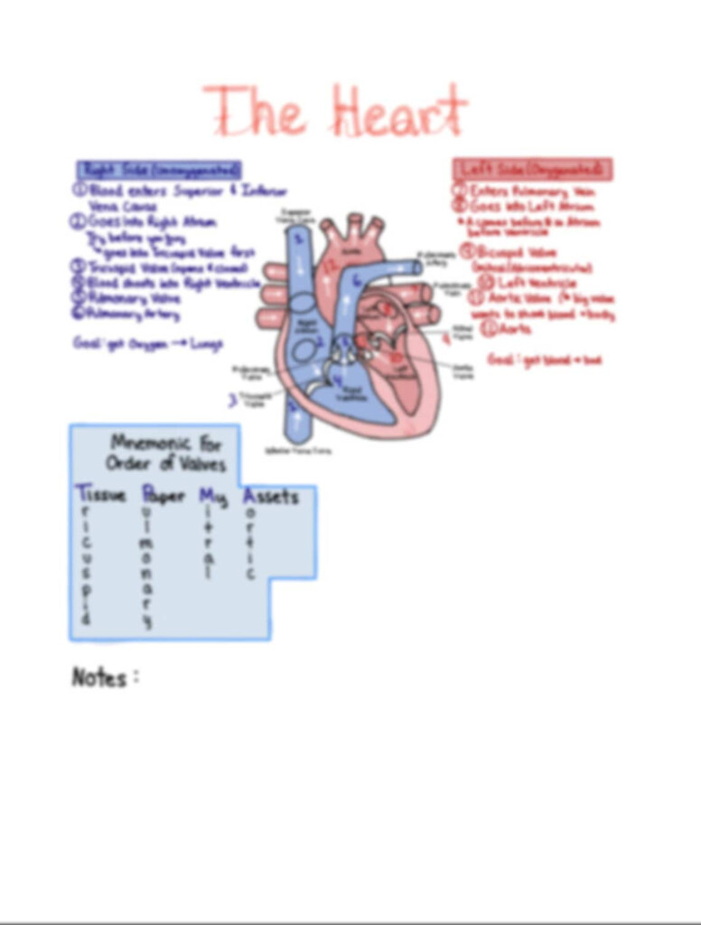 Anatomy Physiology Blood Flow Of The Heart Numbered Diagram With 