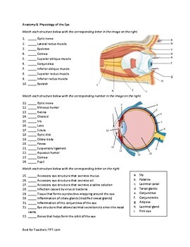 Anatomy Physiology Worksheet 8 1 Anatomy Of The Eye And Physiology 