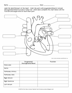 Anatomy Physiology Worksheets Anatomy Worksheets