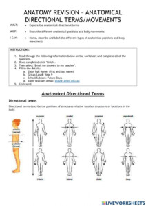 Anatomy Revision Anatomical Directional Terms movement Online