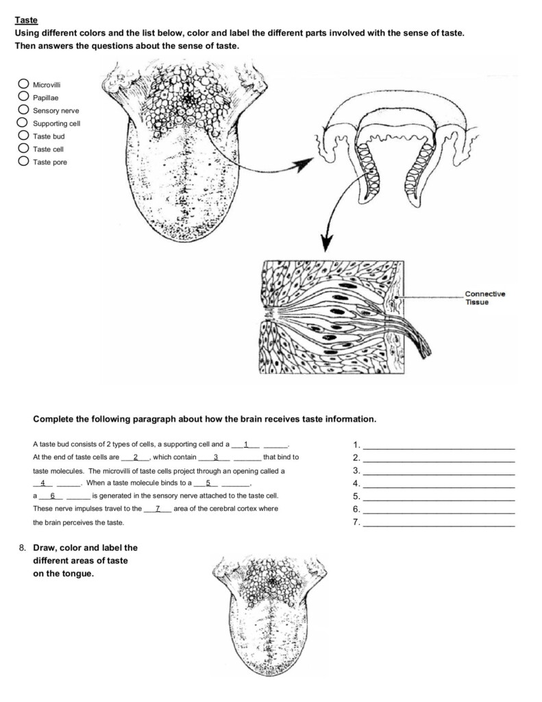 Anatomy Special Senses Worksheet Anatomy Worksheets
