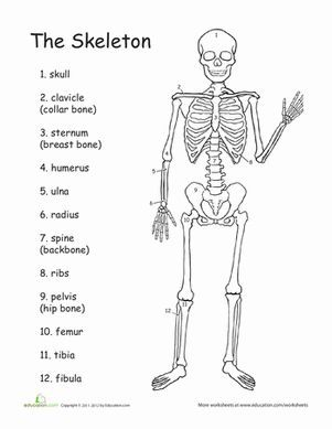 Anatomy The Human Skeleton Worksheet Education 4th Grade 