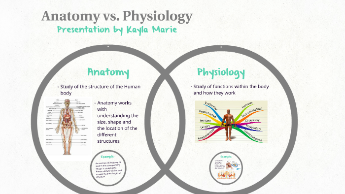 Anatomy Vs Physiology By Kayla Marie On Prezi