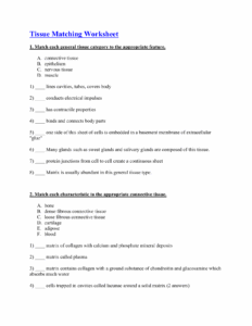 Anatomy Worksheet Connective Tissue Answers Anatomy Worksheets