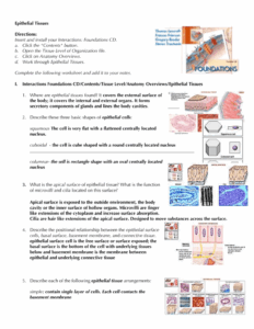 Anatomy Worksheet Epithelial Tissues Answers Anatomy Worksheets