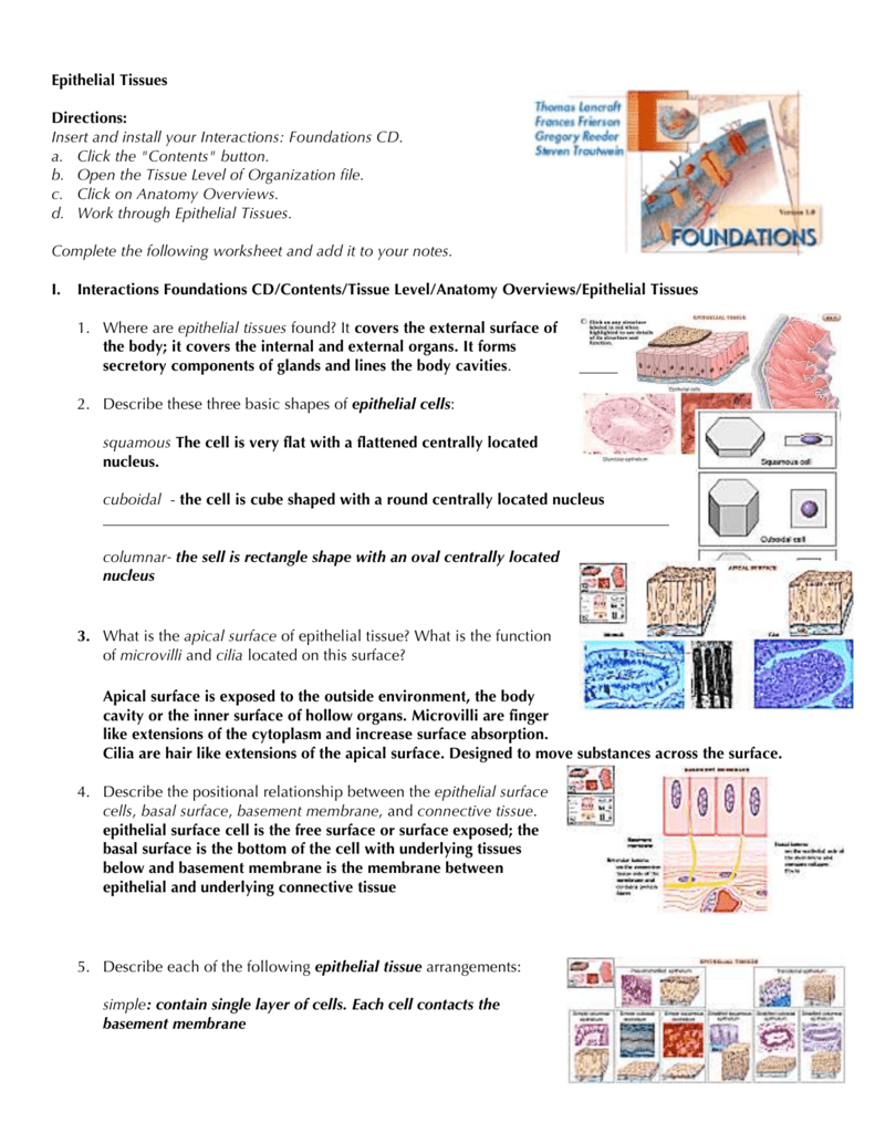 Anatomy Worksheet Epithelial Tissues Answers Anatomy Worksheets