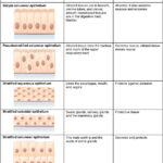 Anatomy Worksheet Epithelial Tissues Part 1 Matching Vocabulary Answers 