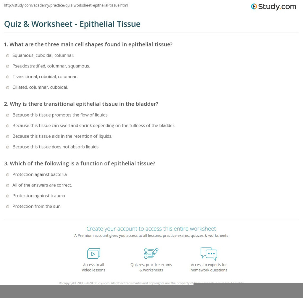 Anatomy Worksheet Epithelial Tissues Part 1 Matching Vocabulary Answers 
