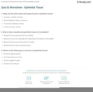 Anatomy Worksheet Epithelial Tissues Part 1 Matching Vocabulary Answers