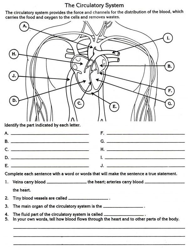 Anatomy Worksheets For High School Anatomy Worksheets