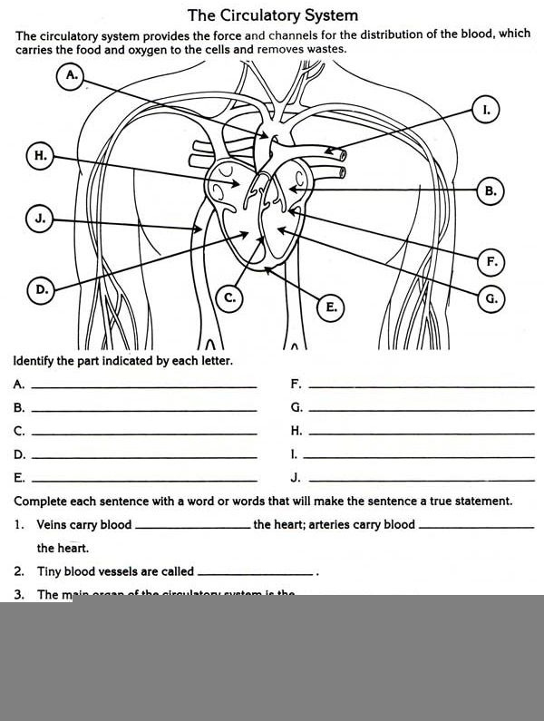 Anatomy Worksheets For Middle School Anatomy Worksheets