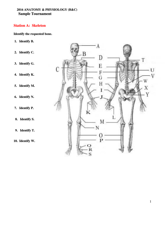 Anatomy Worksheets With Answers Anatomy Worksheets