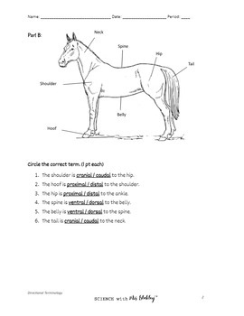 Animal Anatomical Terminology Worksheets