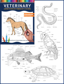 Animal Anatomical Terminology Worksheets
