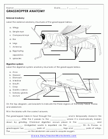 Animal Anatomy Worksheets
