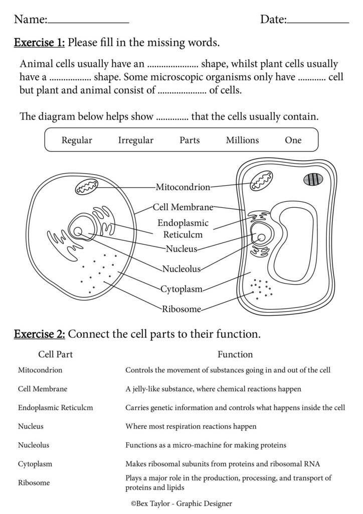 Animal And Plant Cells Worksheet Plant And Animal Cells Cells 
