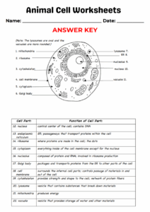 Animal Cell Worksheets WorksheetsGO