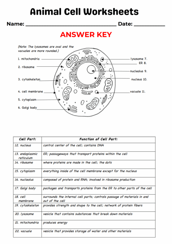 Animal Cell Worksheets WorksheetsGO