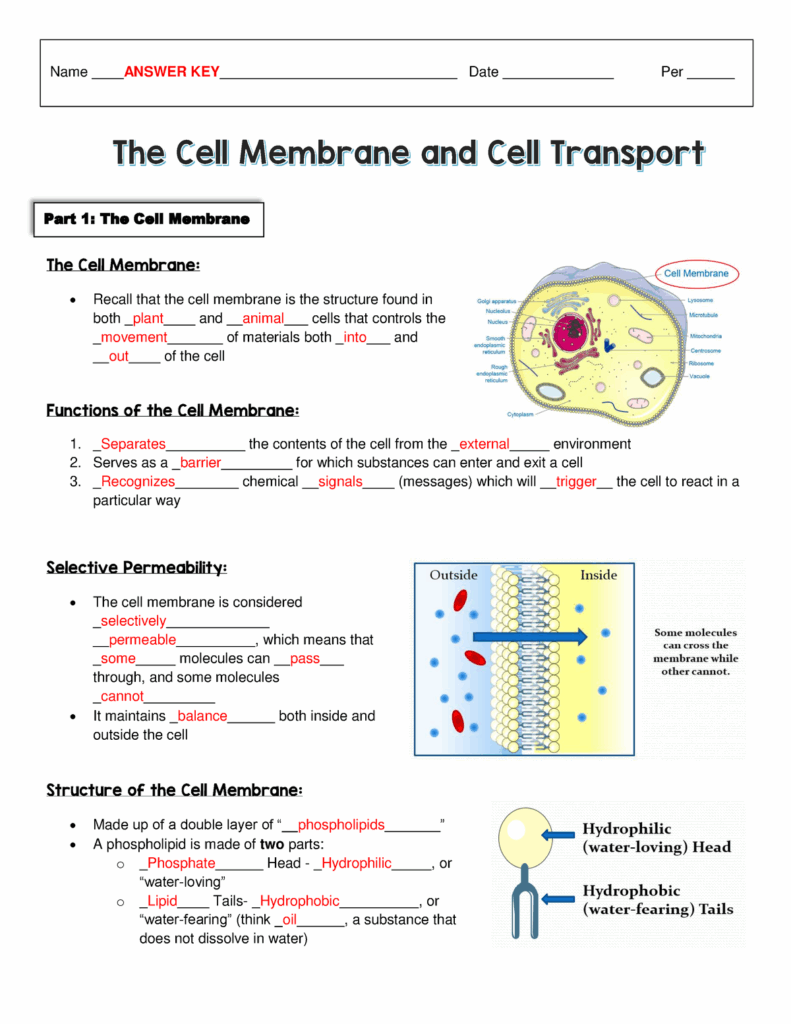 Answer KEY Cell Membrane And Cellular Transport Guided Notes The 